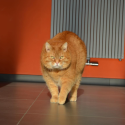 Ferdinand Chonklord